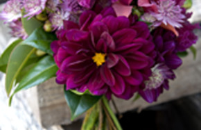 Dahlias and Orchids 