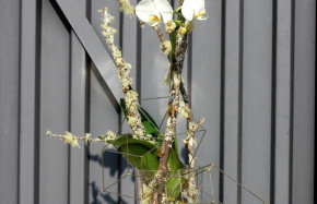 Orchid plant dressed with branches and wire cubes